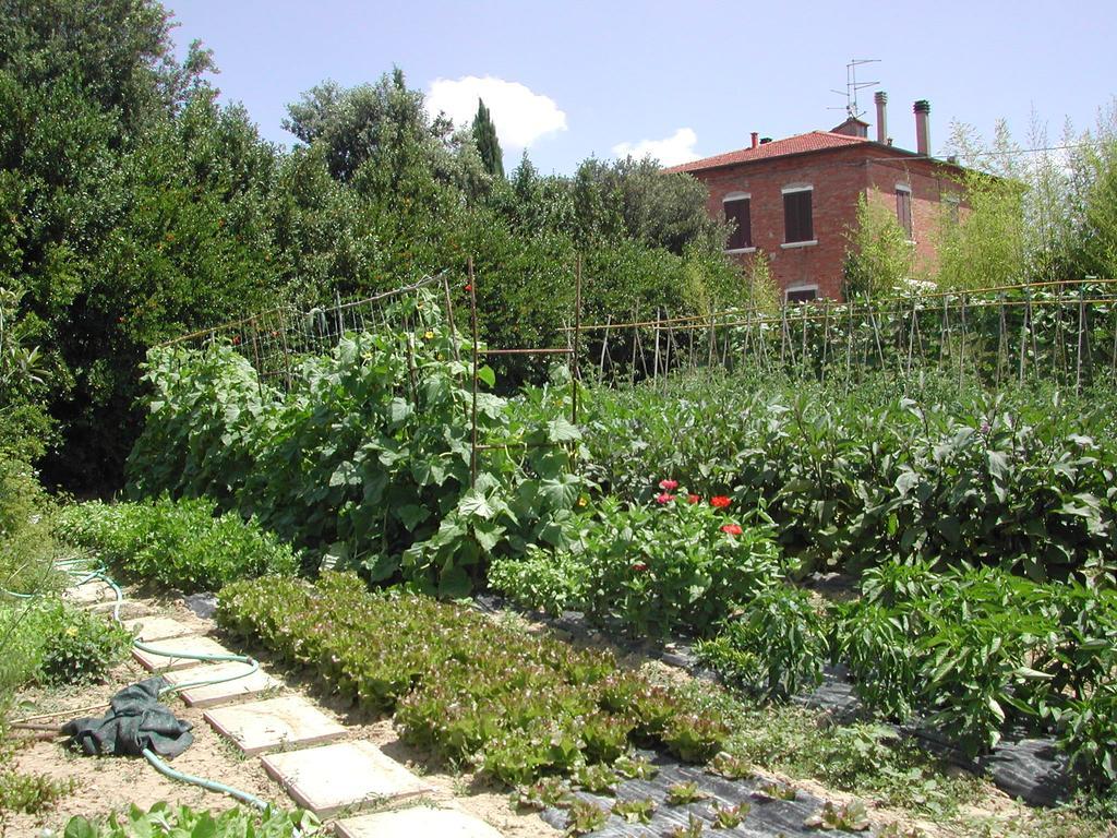 Villa La Lodola Foiano Della Chiana Eksteriør bilde